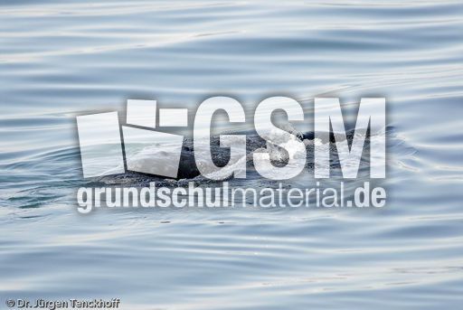 Buckelwal (25 von 57).jpg